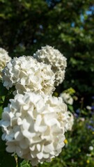 Close-up of several lush, white flower clusters, blurred green foliage background