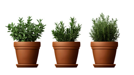 Three potted plants in clay pots with green foliage on white background, cut out transparent