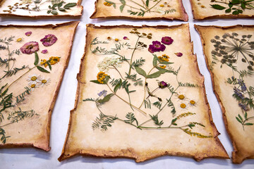 A creative herbarium project showing the full process of preserving and arranging pressed flowers...