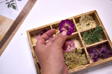 A hand holding a pressed purple flower above a wooden compartment box filled with various dried...