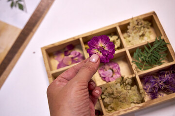 A hand holding a pressed purple flower above a wooden compartment box filled with various dried...