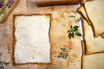 A creative herbarium project showing the full process of preserving and arranging pressed flowers...