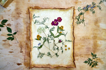 A creative herbarium project showing the full process of preserving and arranging pressed flowers...