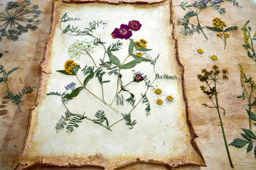 A creative herbarium project showing the full process of preserving and arranging pressed flowers...