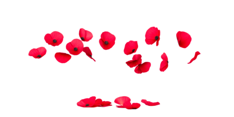 Scattered Red Poppies Falling and Lying on White Surface, cut out transparent