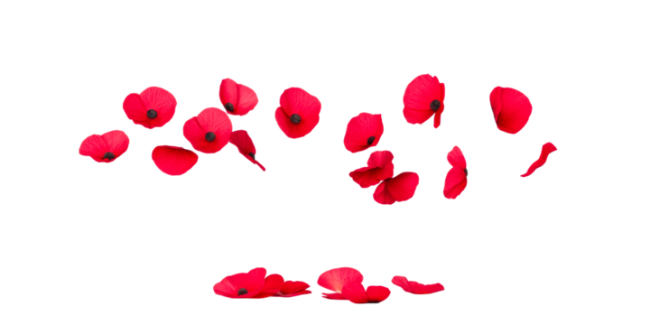 Scattered Red Poppies Falling and Lying on White Surface, cut out transparent