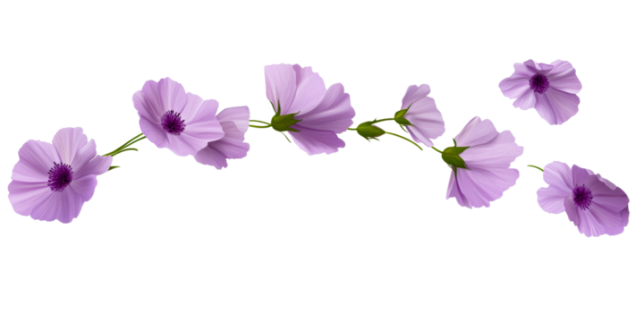Delicate purple cosmos flowers gently curving on white background, cut out transparent