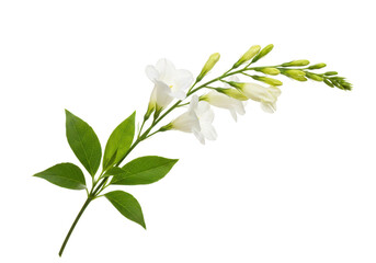 Naklejka premium A delicate white flowering plant branch with green leaves, isolated on a transparent background