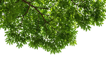 Obraz premium Green tree leaves and branches isolated on transparent background, representing nature and growth in summer or spring