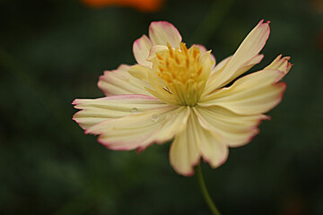 Macro Photography of Pale Yellow Cosmos Flower with Pink-Edged Petals and Water Droplets