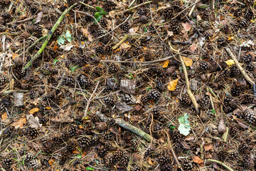 Pine cones, needles, and twigs covering a forest floor