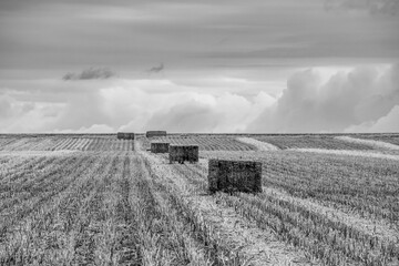 Square hay bales in a harvested field in black and white