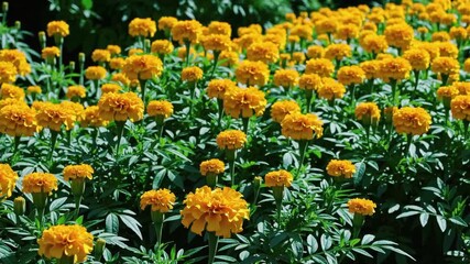 A field of vibrant orange marigold flowers in full bloom