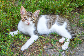 A young cat lies on the ground and looks at the camera. A domestic cat rests on the grass.