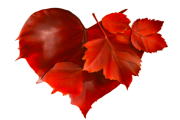 Collection of rich red autumn maple leaves arranged in a heart shape, cut out transparent