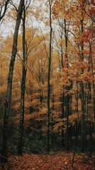 Fototapeta premium Autumn tree land landscape.