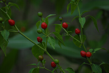 Organic chiltepín chili from Sonora, Mexico