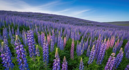 Obraz premium Serene Lupine Field Under a Vibrant Sky