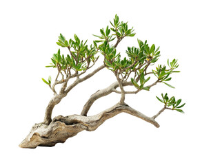 Fototapeta premium Bonsai Tree in Solitude: An artfully shaped bonsai tree, boasting vibrant green leaves, stands in serene isolation, its intricate branches and trunk capturing the essence of nature's miniature beauty.