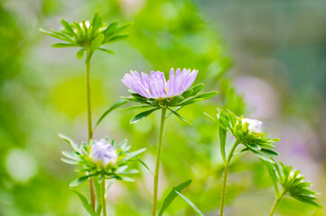 Chrysanthemum flower in garden 