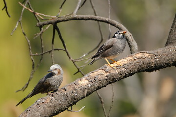 Brown-eared Bulbul and White-cheeked Starling perched on a tree, Tokyo, Japan