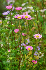 Chrysanthemum flower in garden 