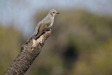 Brown-eared Bulbul perched on a branch tip, Tokyo, Japan