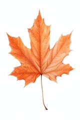 Naklejka premium Maple leaf plant tree red.