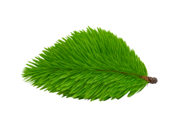 Close-up of a vibrant green fir tree branch with a small cone, cut out transparent