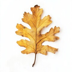 Fototapeta premium Real Pressed a oak leaf plant seasonal foliage.