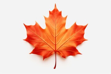 Fototapeta premium Maple plant leaf tree.