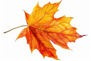 Fototapeta premium Autumn leave animal plant maple.