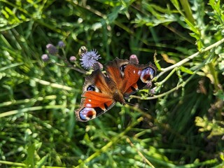 Bright red butterfly resting on summer flower in meadow with open wings