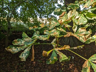 Horse chestnut tree leaves damaged by invasive moth larvae Horse-chestnut leaf miner showing crown...