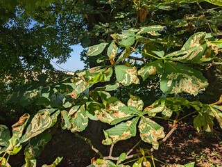 Horse chestnut tree leaves damaged by invasive moth larvae Horse-chestnut leaf miner showing crown...
