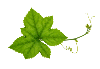 Close-up of a vibrant green grapevine leaf with curling tendrils isolated on a black background