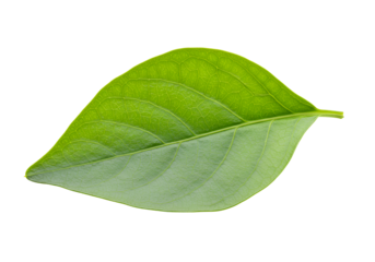 Close-up of a vibrant green leaf with detailed vein structure isolated on black background