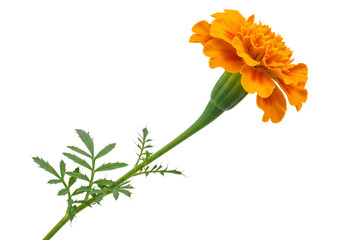 Obraz premium Close-up of a vibrant orange marigold flower with green foliage on a black background