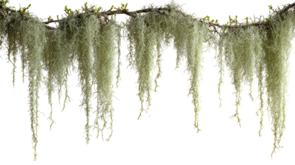 Hanging Spanish Moss and Green Sprouts on Tree Branch, cut out transparent