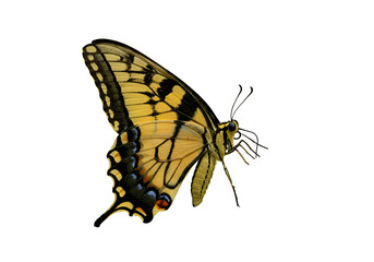 Close-up of a Yellow Swallowtail Butterfly with Black and Blue Markings on a Black Background