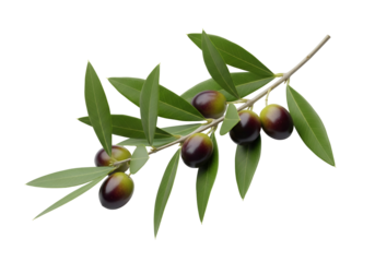 Close-up of an olive branch with green leaves and ripening olives on a black background