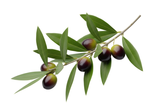 Close-up of an olive branch with green leaves and ripening olives on a black background
