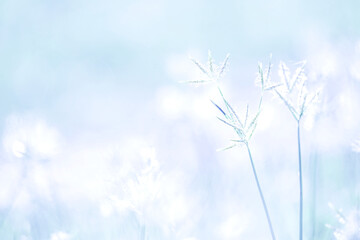 Beautiful blurred background nature in pastel colors with a soft focus of blue shades. fresh wallpaper concept, among green leaves and other blossom blur background.