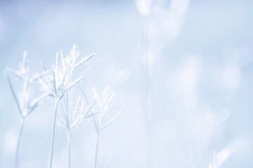 Beautiful blurred background nature in pastel colors with a soft focus of blue shades. fresh...