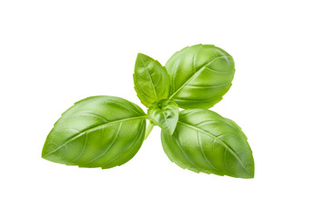 Obraz premium Close-up of fresh basil leaves with vibrant green color isolated on black background for culinary