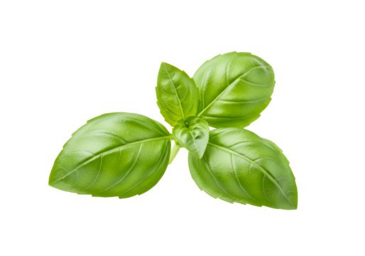 Close-up of fresh basil leaves with vibrant green color isolated on black background for culinary