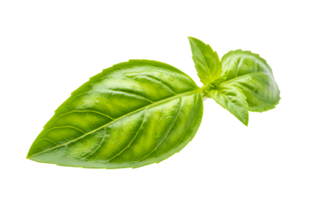 Close-up of fresh green basil leaves with a single leaf at the forefront against a black background