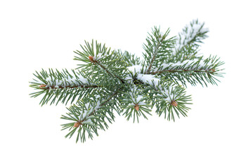 Close-up of snow-dusted pine branches isolated on black background with detailed needles