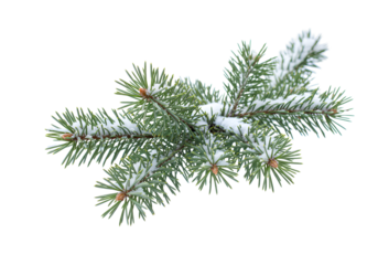 Close-up of snow-dusted pine branches isolated on black background with detailed needles