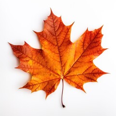 Fototapeta premium Fall leave leaves maple plant.